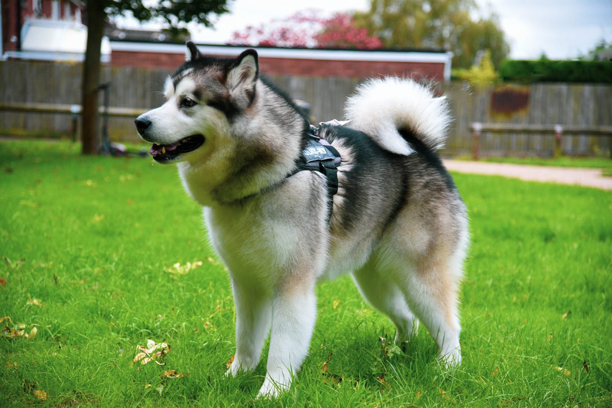 The bear 🐺 

#AlaskanMalamute