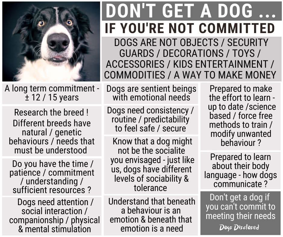 Adopting a dog is a long-term commitment, for the lifetime of the dog!

A dog requires time, love, patience &amp; understanding. It’s hard work, often messy, dirty &amp; smelly.  A dog will cost you money &amp; will require lifestyle changes...

Pls share 🙏 #rehomehour

#DogsDisclosed 👇
