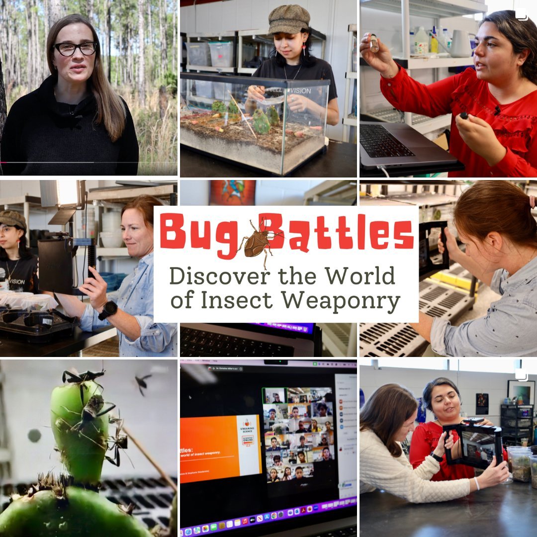 Streaming Science (@streaming_sci) on Twitter photo 🐞📷 Bug Battles EFT! We partnered w/ @CWMillerLab to bring 6th-grade students in a Miami-Dade middle school an electronic field trip this past November about 📷 Nutrition 📷 Evolutionary ecology supported by
<a href="/NSF/">U.S. National Science Foundation</a> funding. 📷 Learn more: loom.ly/f74kRVQ🔗 🐞📷 Bug Battles EFT! We partnered w/ @CWMillerLab to bring 6th-grade students in a Miami-Dade middle school an electronic field trip this past November about 📷 Nutrition 📷 Evolutionary ecology supported by
<a href="/NSF/">U.S. National Science Foundation</a> funding. 📷 Learn more: loom.ly/f74kRVQ🔗