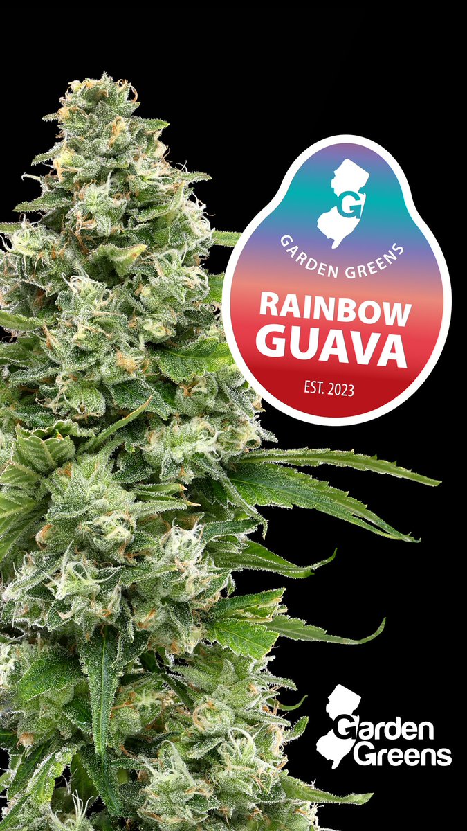 Rainbow Guava (Rainbow Beltz x Strawberry Guava) is like a tropical vacation — no passport required. With sour citrus and juicy guava, this ain’t your g’ma’s fruit salad. 

A whiff will bring you beachside. Take a hit, you'll be feeling as sociable as a parrot at a pirate party.