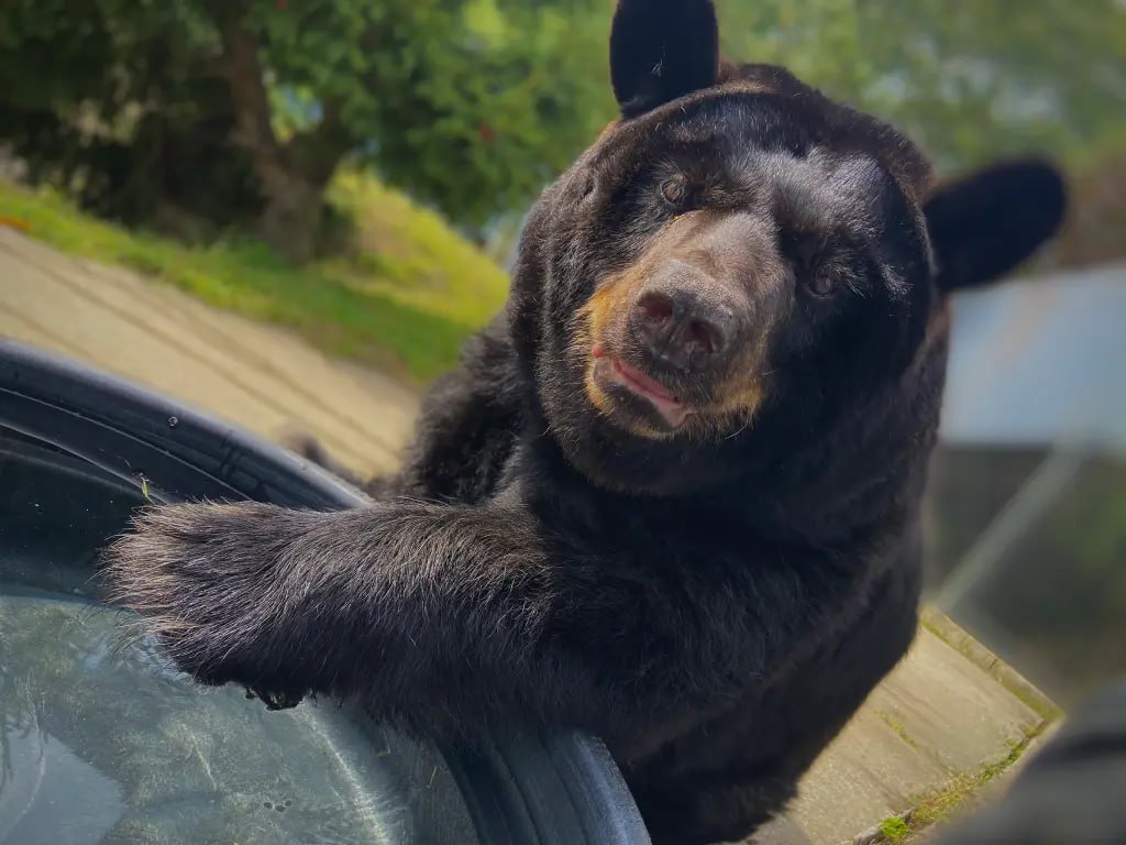 removedcoin's tweet photo. Want to support the fight for Justice for Honey? 🐻

1️⃣ Tweet about us everywhere — Every post spreads awareness.
2️⃣ Tag friends, influencers, and media — More eyes, more impact.
3️⃣ Join the movement — Be part of real-world change.

Together, we’re louder. Together, we’re unstoppable. Let’s spread the message far and wide. Justice for $HONEY is justice for all.

FPEJdK6j9cubb665QggrAnxYerPpXdLuiS7WrVHBpump