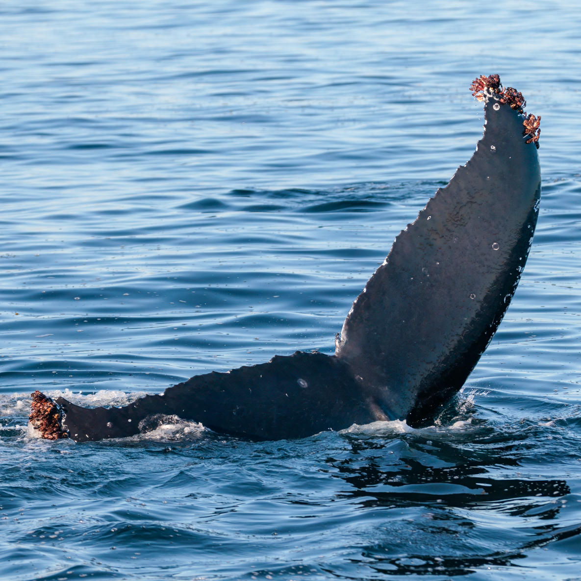 CaptDavesWhaleWatching tweet media