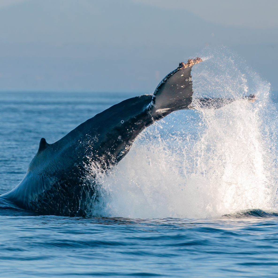 CaptDavesWhaleWatching tweet media