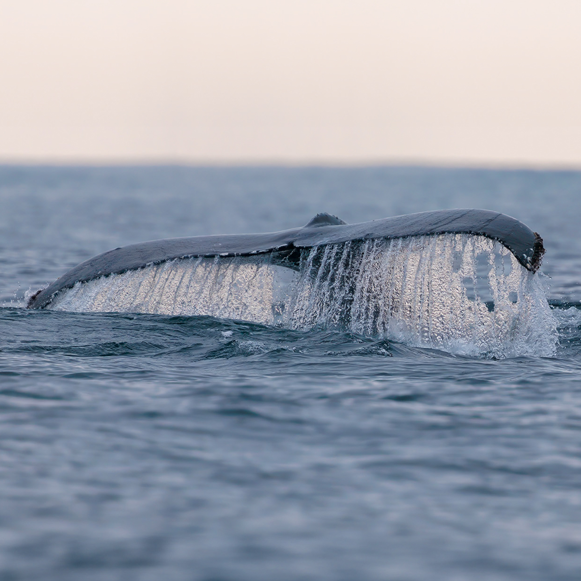 CaptDavesWhaleWatching tweet media