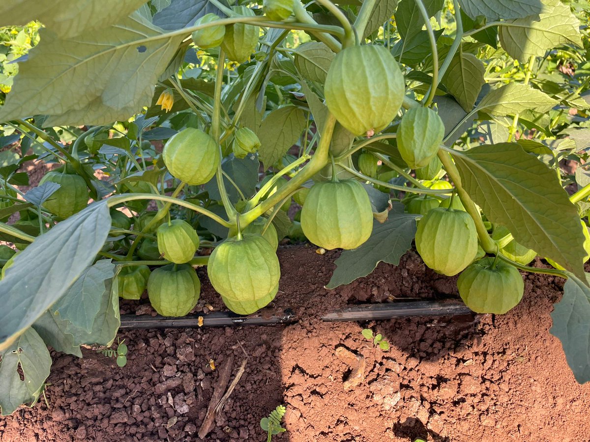 ¡Fácil, Eficiente y a tu Alcance! 🙌🏻 Así es como definimos la aplicación de YaraRega en tu cultivo. YaraRega AZUTEK se aplicó al inicio del proceso de llenado de fruta en el cultivo de tomatillo; así aseguramos el desarrollo y la calidad del cultivo durante su producción. 👌
