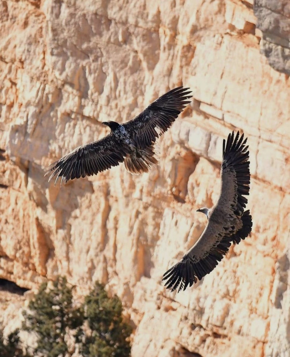 Sabeu que a la Tinença de Benifassà podem vore tres espècies de voltors? L'aufrany quan migra, el trencalòs i el voltor. I ara hi ha un projecte de reintroducció del voltor negre!