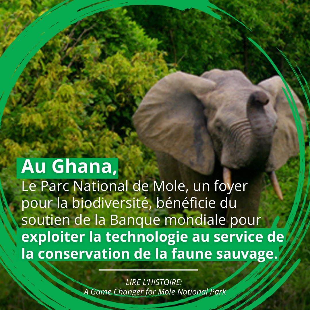 Banque mondiale AFR (@bm_afrique) on Twitter photo #LAfriqueAgit 2024| Bienvenue au #Ghana, dans la salle de contrôle du <a href="/MolePark/">Mole National Park</a>, où des analystes surveillent les données en temps réel 24h/24 et peuvent localiser les animaux sauvages et les braconniers dans ce vaste espace.
wrld.bg/RPIB50Uss9E (en anglais) #LAfriqueAgit 2024| Bienvenue au #Ghana, dans la salle de contrôle du <a href="/MolePark/">Mole National Park</a>, où des analystes surveillent les données en temps réel 24h/24 et peuvent localiser les animaux sauvages et les braconniers dans ce vaste espace.
wrld.bg/RPIB50Uss9E (en anglais)