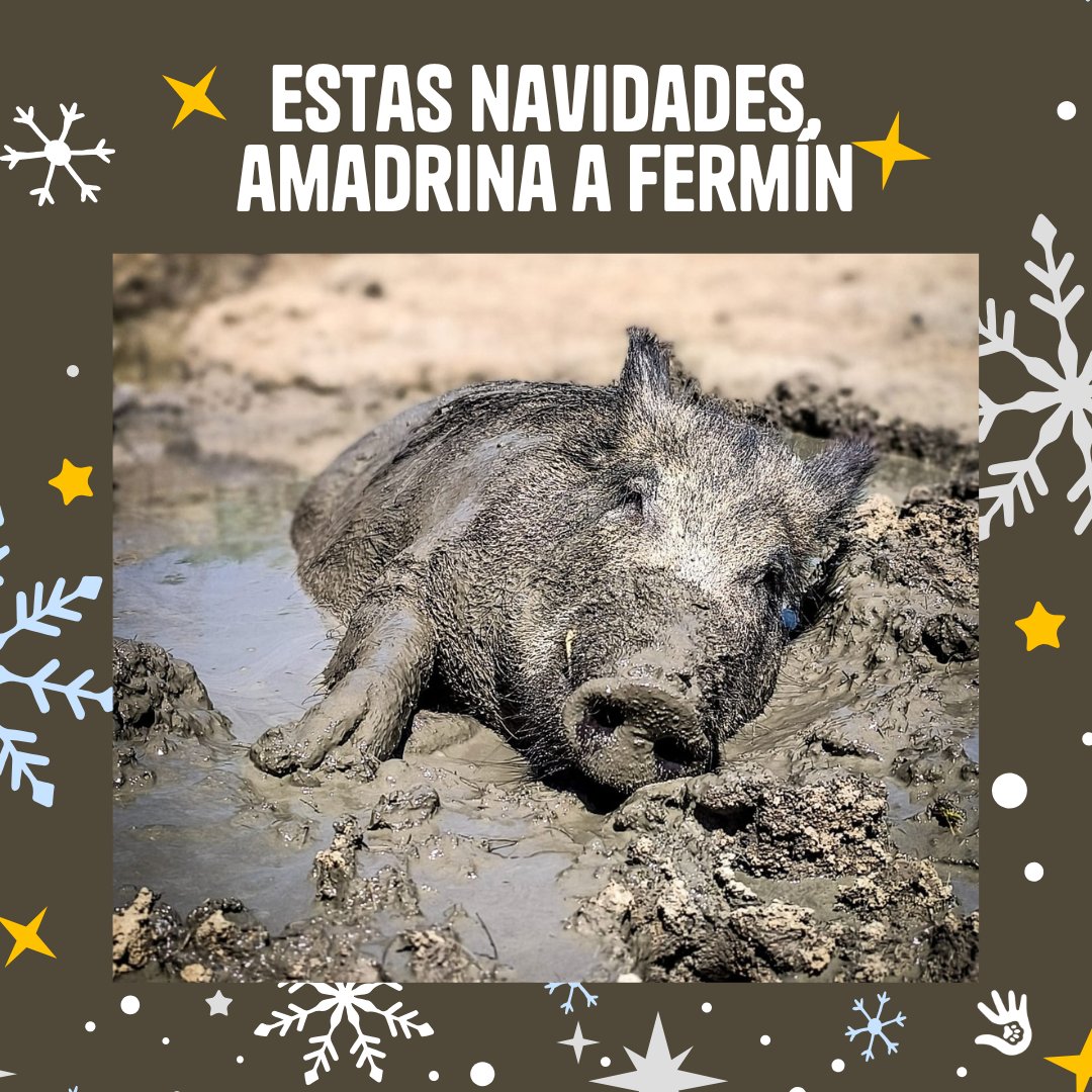 Fermín es nuestro jabalí, uno de esos animales que te cautivan, y te quitan de encima todos los prejuicios por su bondad y simpatía. Llegó de bebé y lo cuidamos desde que tomaba biberón.

Escribe a comunicacion@salvandopeludos.org para amadrinarle desde 5€ al mes.