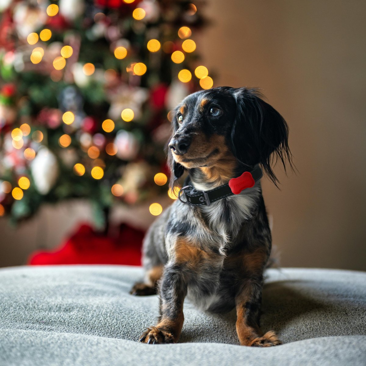 FitBark (@fitbark) on Twitter photo Have you gotten your pup their Christmas present yet?π Have you gotten your pup their Christmas present yet?π