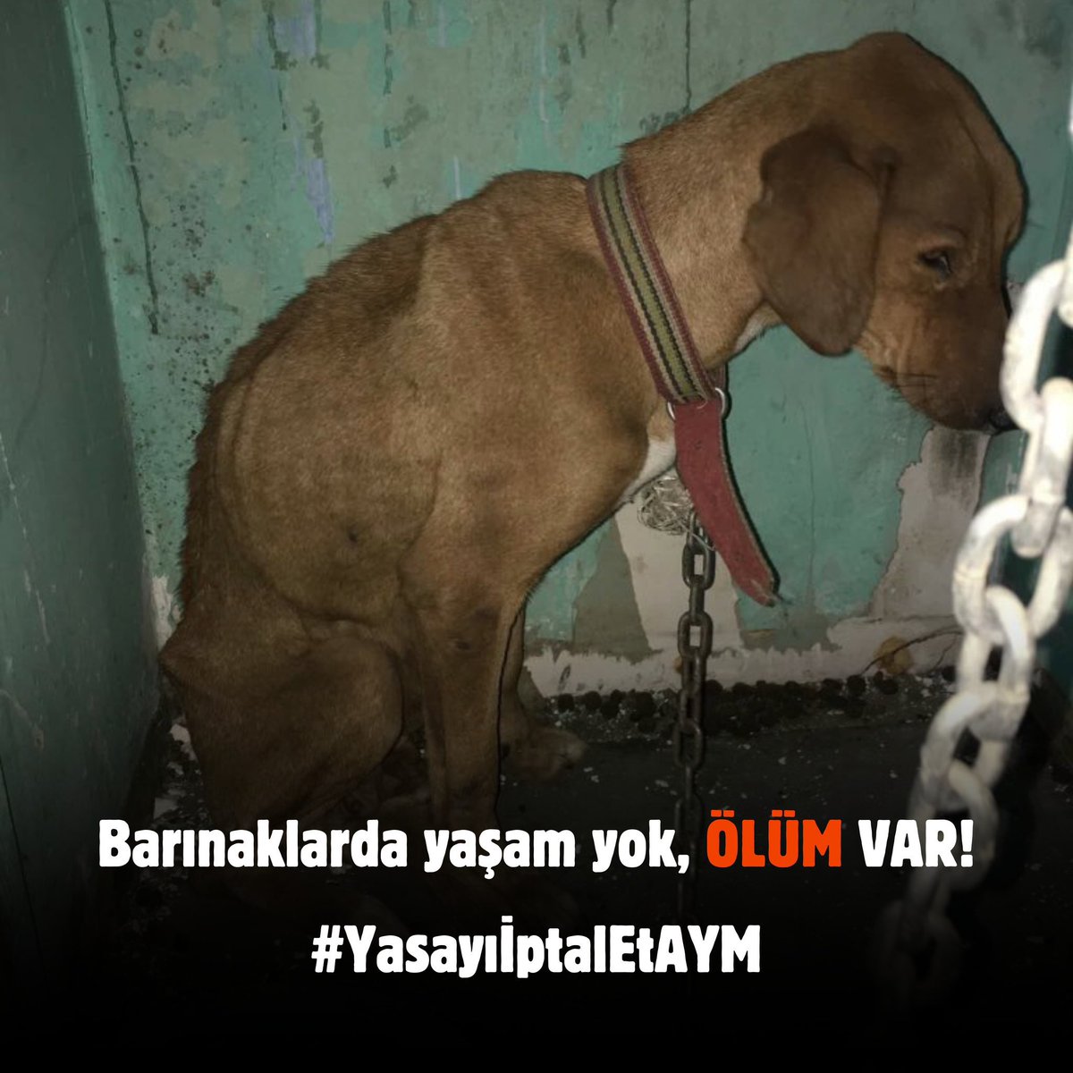 Anayasa Mahkemesi vicdanınıza sesleniyoruz, hukuki hassasiyetinize sesleniyoruz, yaşam hakkı kutsaldır ve tüm canlılar eşit yaşam haklarına sahiptir, yasayı bir an önce iptal edin!!!! Halkın sesini duyun <a href="/AYMBASKANLIGI/">Anayasa Mahkemesi</a> #YasayıİptalEtAYM