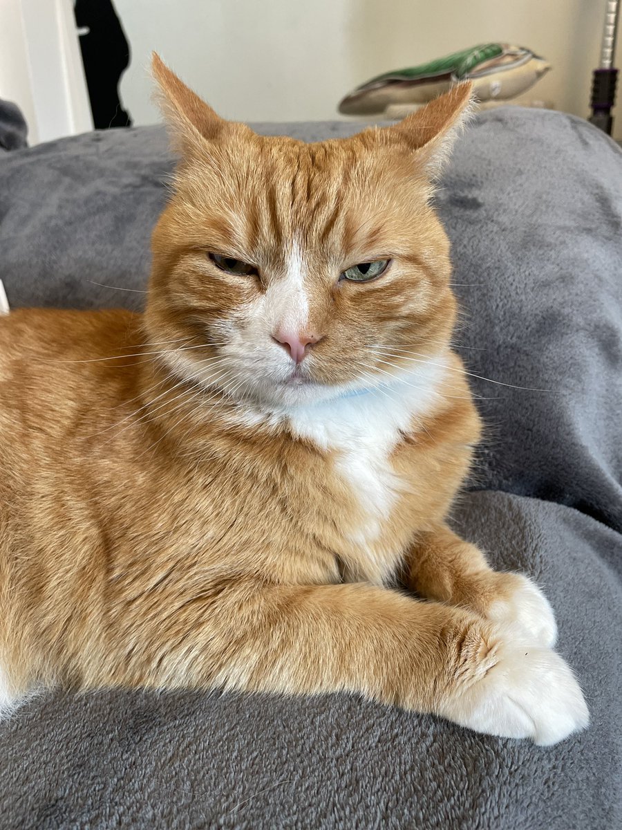 So long Richard the Lionheart. What a beautiful, if slightly grumpy cat you were 💔