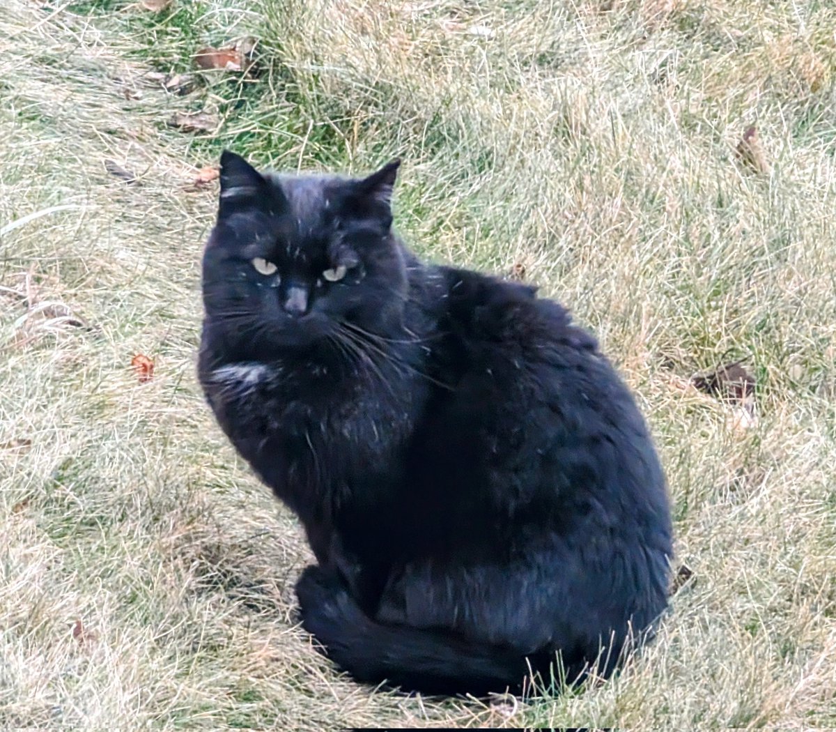 FeralCatFriend tweet media