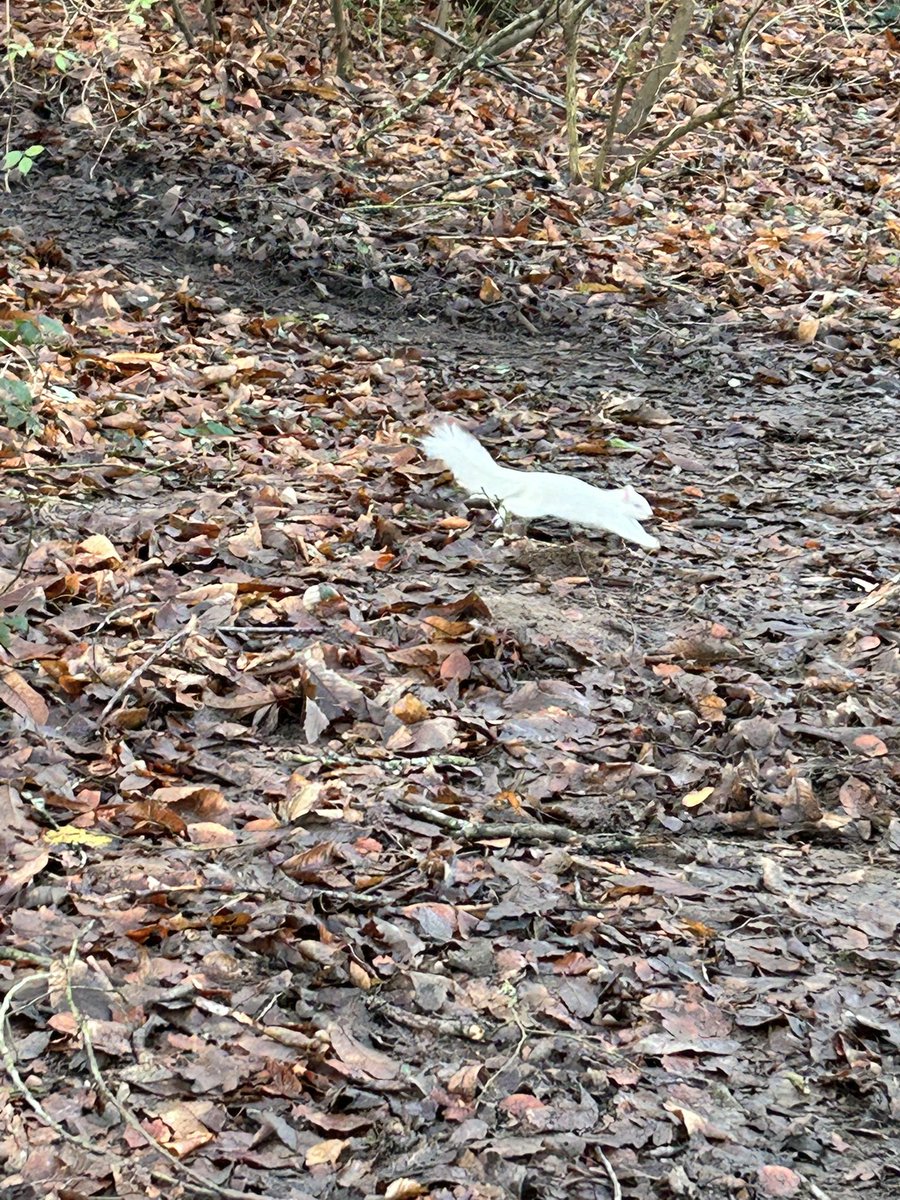 Angie (@angiecarteruk) on Twitter photo Last week I saw a White Squirrel in #Reigate Priory Park - there are only 50 in the UK. If you see one report it to <a href="/SurreyWT/">Surrey Wildlife Trust</a> Last week I saw a White Squirrel in #Reigate Priory Park - there are only 50 in the UK. If you see one report it to <a href="/SurreyWT/">Surrey Wildlife Trust</a>
