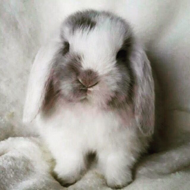 Bunnies's tweet image. 