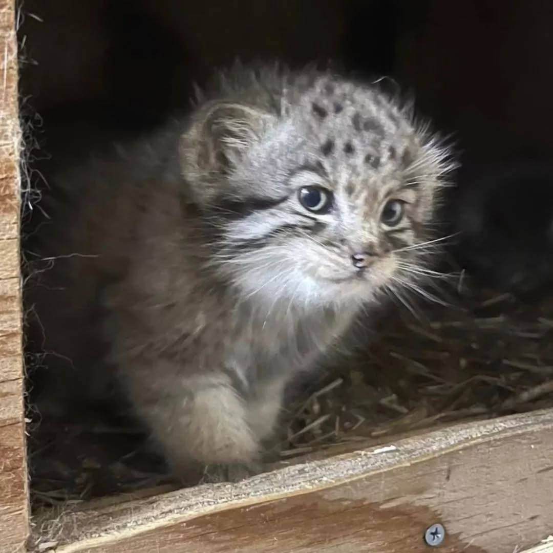 Daily Manul (@dailymanul) on Twitter photo 