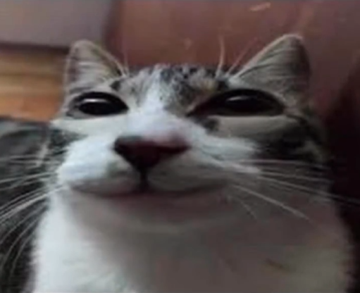 Streamer Stats tweet media