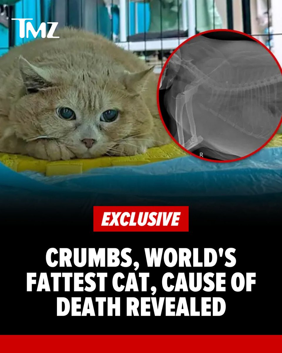 TMZ tweet media