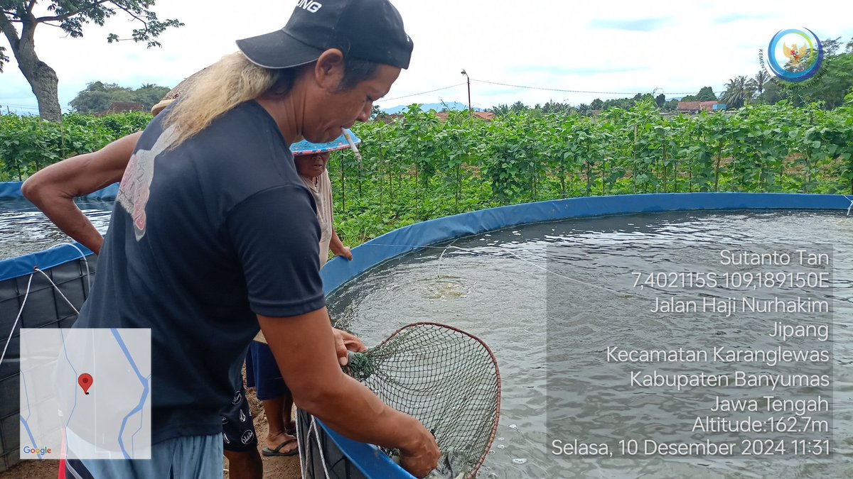 TantoPwt's tweet photo. Selasa, 10-12/2024 Pendampingan kegiatan sampling berat &amp; panjang benih ikan yg dibudidayakan pd media bak terpal bulat di Pokdakan Lele Gaul program aspirasi dewan kab. Banyumas. Data didapatkan rerata berat benih yaitu 39,6 gram/ekor
#LuhLapor
#GiatLuhkanSatminkalTegal https://t.co/nPhgzdiQVE