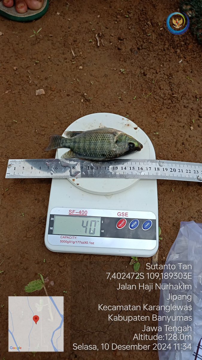 TantoPwt's tweet photo. Selasa, 10-12/2024 Pendampingan kegiatan sampling berat &amp; panjang benih ikan yg dibudidayakan pd media bak terpal bulat di Pokdakan Lele Gaul program aspirasi dewan kab. Banyumas. Data didapatkan rerata berat benih yaitu 39,6 gram/ekor
#LuhLapor
#GiatLuhkanSatminkalTegal https://t.co/nPhgzdiQVE