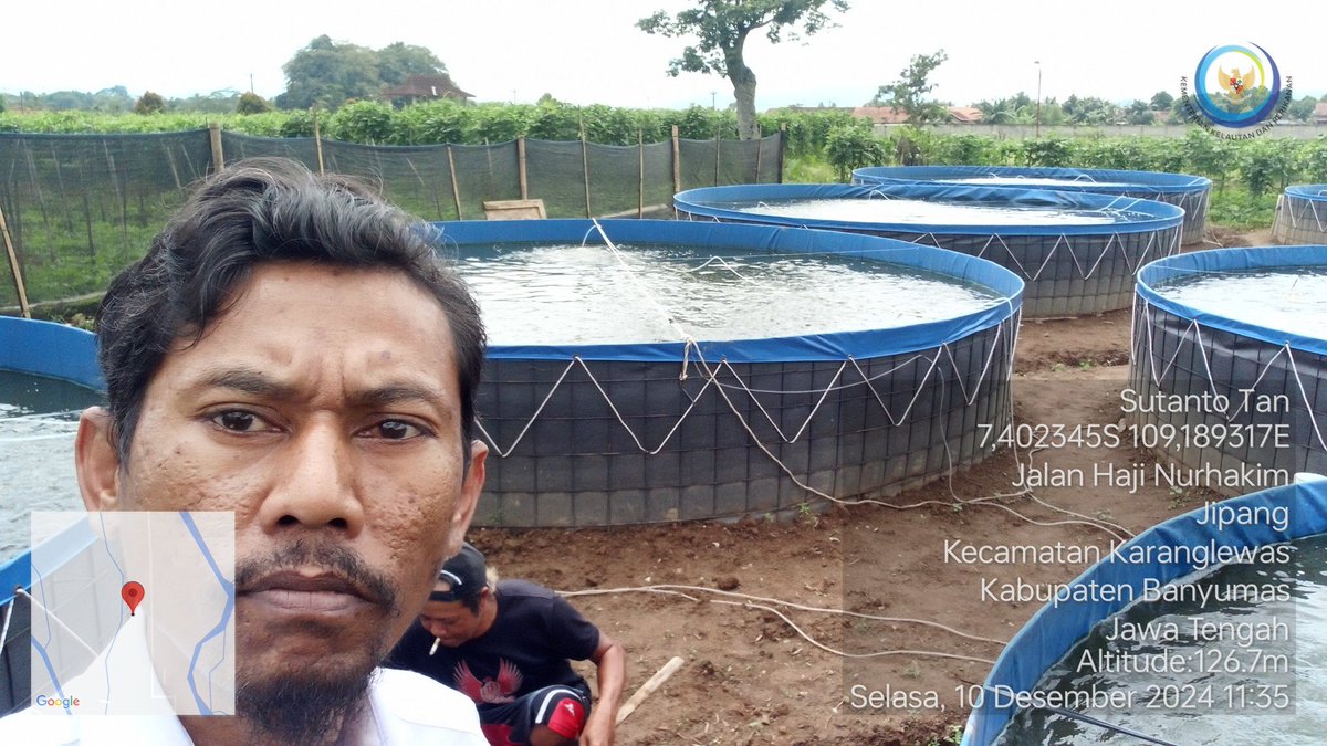 TantoPwt's tweet photo. Selasa, 10-12/2024 Pendampingan kegiatan sampling berat &amp; panjang benih ikan yg dibudidayakan pd media bak terpal bulat di Pokdakan Lele Gaul program aspirasi dewan kab. Banyumas. Data didapatkan rerata berat benih yaitu 39,6 gram/ekor
#LuhLapor
#GiatLuhkanSatminkalTegal https://t.co/nPhgzdiQVE