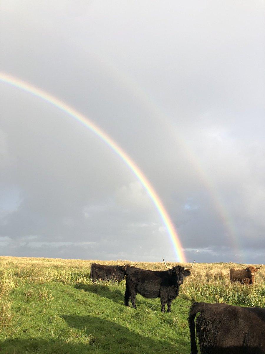 It’s rainbow #coosday ! Who needs a pot of gold when you can find a Highland Cow at the end of your rainbow! #highlandcow #heritagebreed #coosdaytuesday #highlandcattle #isleofcanna #isleofcannafarm