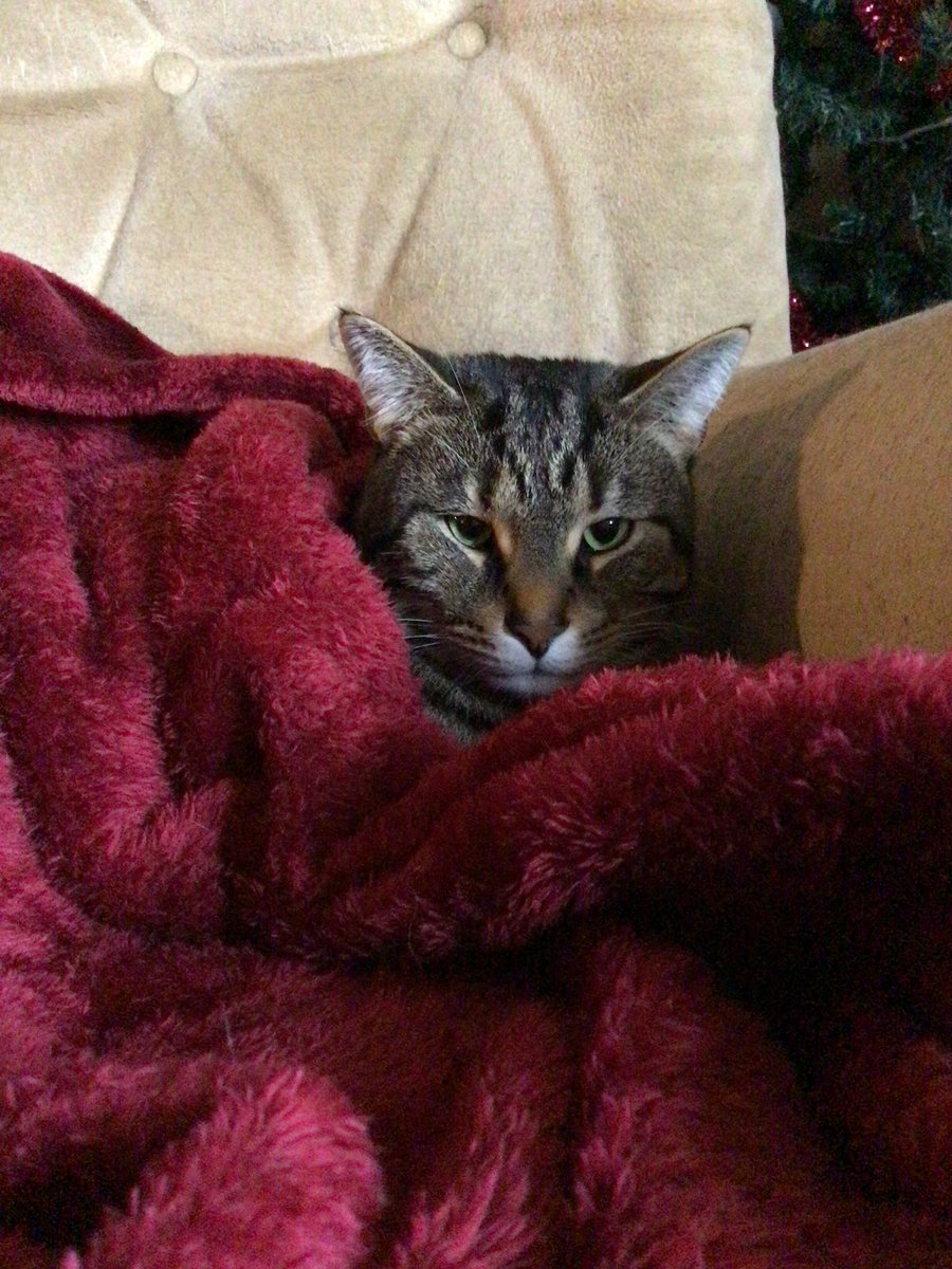 Gallivant is conflicted.
He hates that I put a blanket on him but simultaneously it is warm and comfy.
This is his life now…