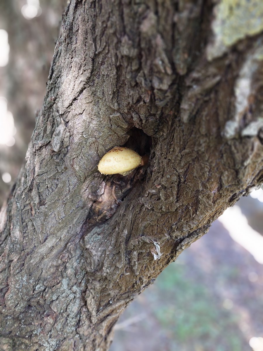 uzseszter's tweet photo. @DailyPicTheme2 This little mushroom chose a cozy #nest
#DailyP https://t.co/NCuMYzKI7A