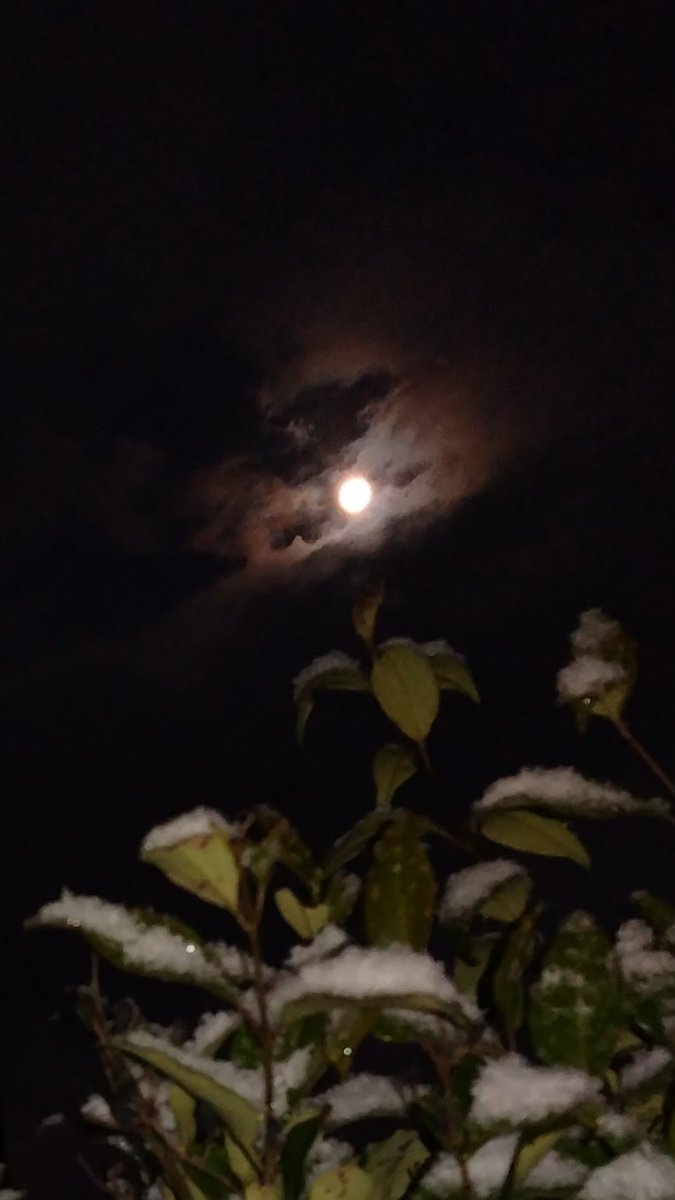 早朝、庭散歩しました。天気予報では、マイナス１度との事ですが、体感温度では、もっと寒いです。朝５時頃、西の空に見えた、お月様、撮りました。手前の、枇杷の木の葉っぱに、薄っすらと、雪が積もって居ました。夜の間、又、雪が降ったのだなぁと、思いました。