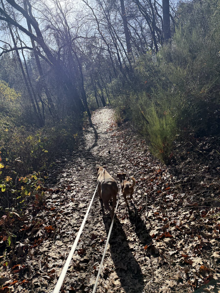 Felt good to get outside with the doggos today