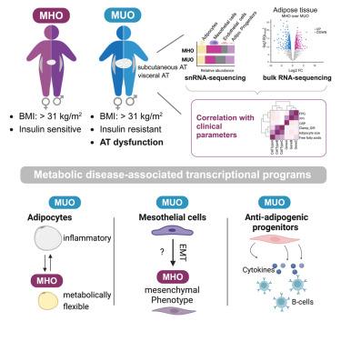 New!  Online now: Unveiling adipose populations linked to metabolic health in obesity dlvr.it/TGrdCD