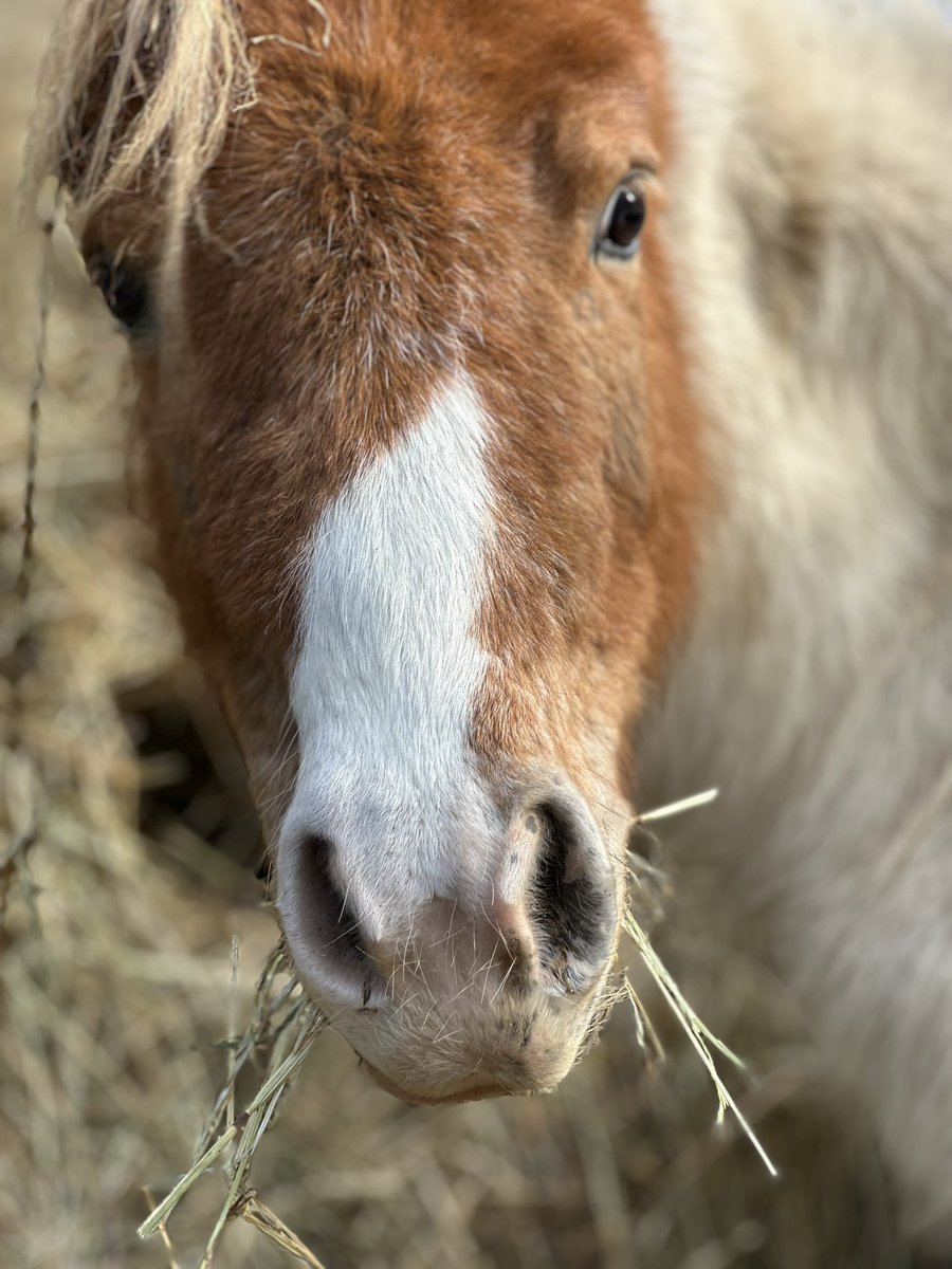 FOFsanctuary's tweet photo. Ken pony this morning enjoying his hay 🎄💚 #fieldsoffreedom #farmsanctuary https://t.co/3PnAo0qioH