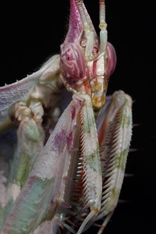 queria ser assim fisicamente um mantis rosa com olhos falsos coloridos exoesqueleto enrrigecido