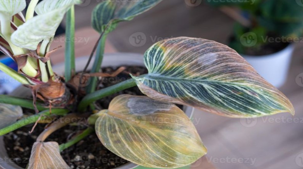 fausto_costa's tweet photo. Plantas amareladas nunca mais, saiba aqui o que deixa a sua plantinha linda:

https://t.co/m9ZvUNF7js https://t.co/ABjmYMfi7x