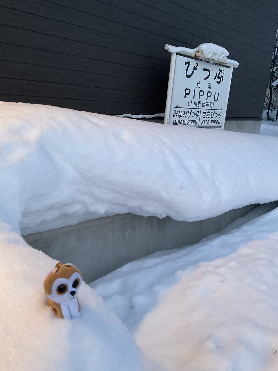 LOVEHachi3's tweet photo. 比布駅だよ ロイ君
#akita #秋田犬ロイ #tyjapan #pippu #staition #Hokkaido #北海道鉄道旅行 #ぬい撮り #比布駅 https://t.co/mCBWp7QtNx