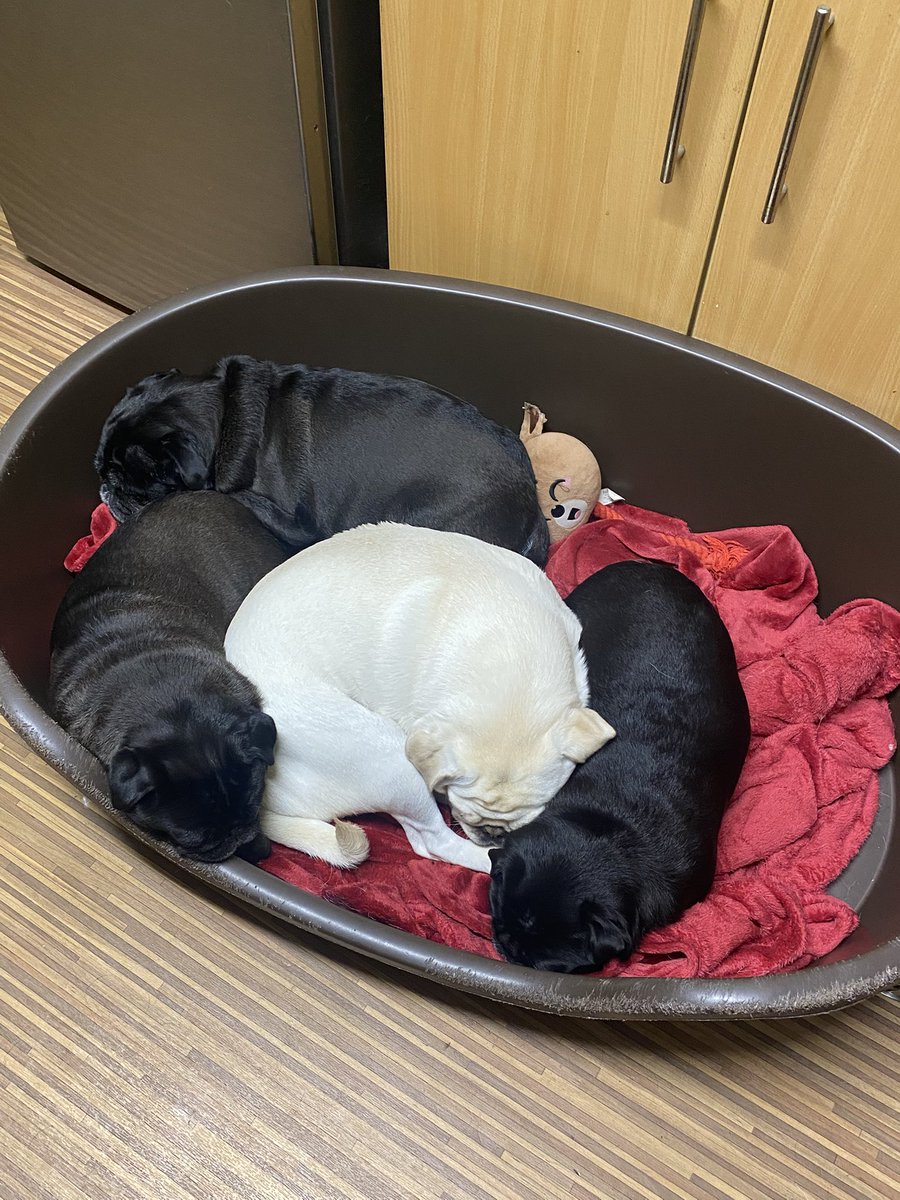MadleeRage29's tweet photo. Who thinks a fawn pug needs to fill our basket????
It’s been 2 years since I cracked and added another to my #PugAddiction #FuntimeFrankie and after the loss of Bonnie 🌈this year maybe #2025 will be the year another one arrives? Surely one more won’t hurt 🫢😳🤫 https://t.co/OdA3JPpMs1