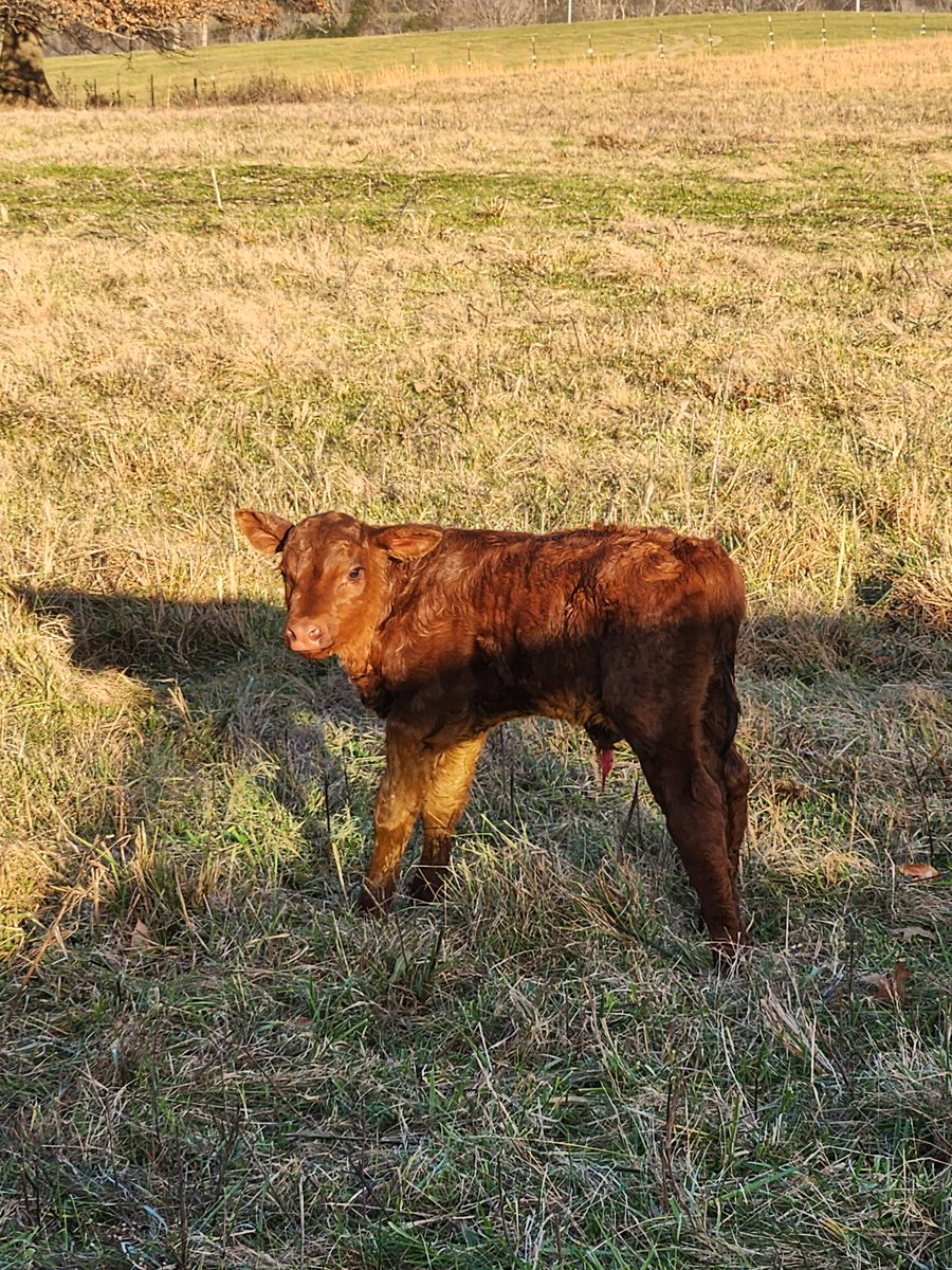Isn't he precious!
New addition!
Proud Mama!
#AllGodsCreatures
#RetirementIsAwesome