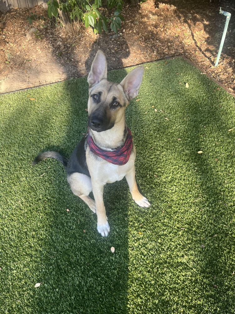 Kota is a sweet, gentle male GSD-mix puppy (5 months. 45 lbs) and is the perfect balance of playful &amp; calm. He gets along with dogs (as long as they're not overly playful/rough).
wagtopia.com/search/pet?id=…
#AdoptDontShop #GSD #RescueDogs