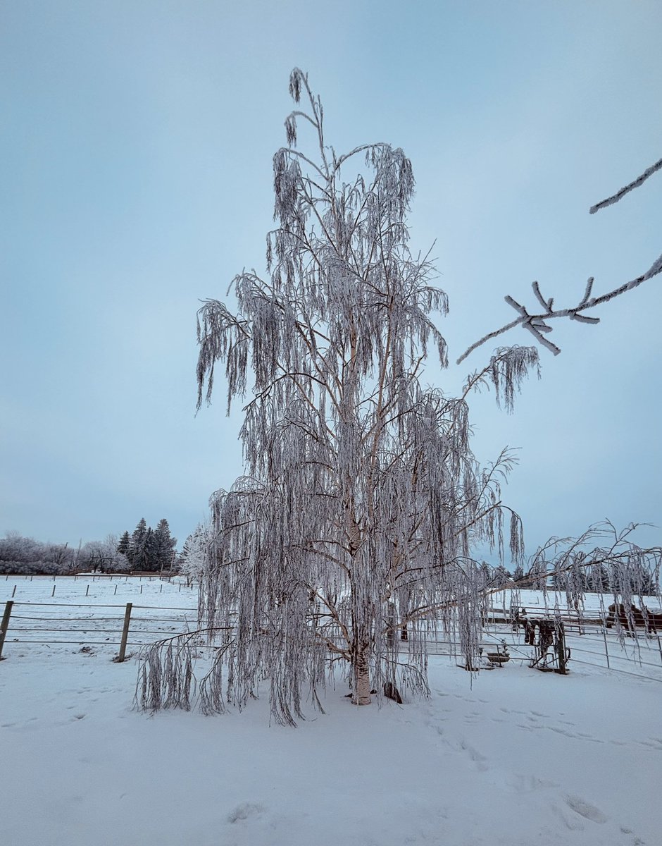HeresyYyc's tweet image. How can something be so beautiful and such a nasty little bitch at the same time?
#AlbertaWinters