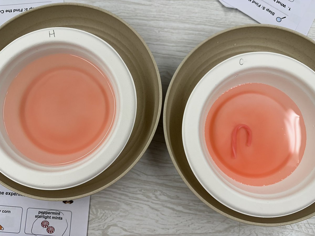 Mrs. Whitney (@msadames1) on Twitter photo A festive science experiment today with candy canes!!! Students explored what would happen to the candy canes when submerged in different temperature water. Then observed & recorded the results! ❤️🤍<a href="/SEPTAOldBridge/">SEPTA of Old Bridge</a> <a href="/OB_Dougherty/">Christine Dougherty</a> A festive science experiment today with candy canes!!! Students explored what would happen to the candy canes when submerged in different temperature water. Then observed & recorded the results! ❤️🤍<a href="/SEPTAOldBridge/">SEPTA of Old Bridge</a> <a href="/OB_Dougherty/">Christine Dougherty</a>