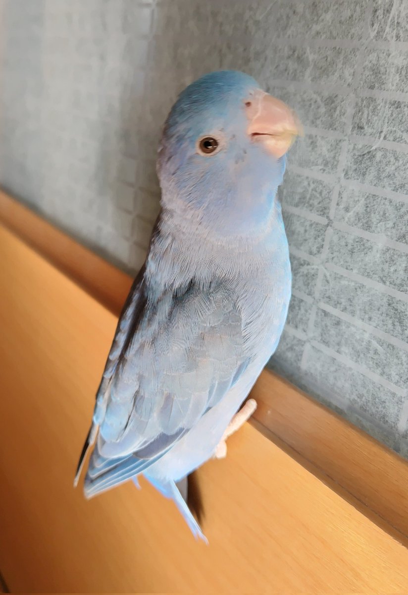 憧れの場所（室内ドアのはじっこ）に着陸出来てドヤ顔してる青い鳥