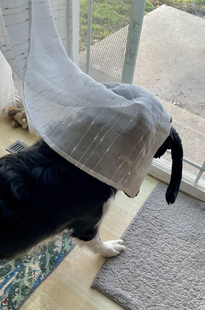 The Snoopervisor 2.0 /Moses (Wilma🌈) tweet media