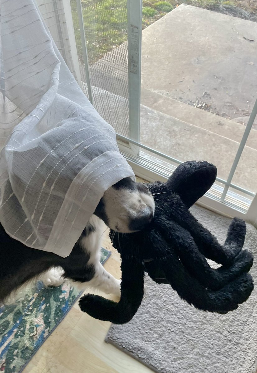 The Snoopervisor 2.0 /Moses (Wilma🌈) tweet media