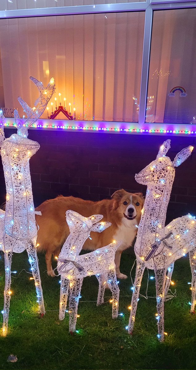 jacquihill18's tweet photo. Someone's getting excited ❤️ just two more shifts at work then we will be driving home for Christmas 🎄 @BCTGB @HartCollie @BleakholtUK #welshsheepdog #collie https://t.co/ErbXDydA4W