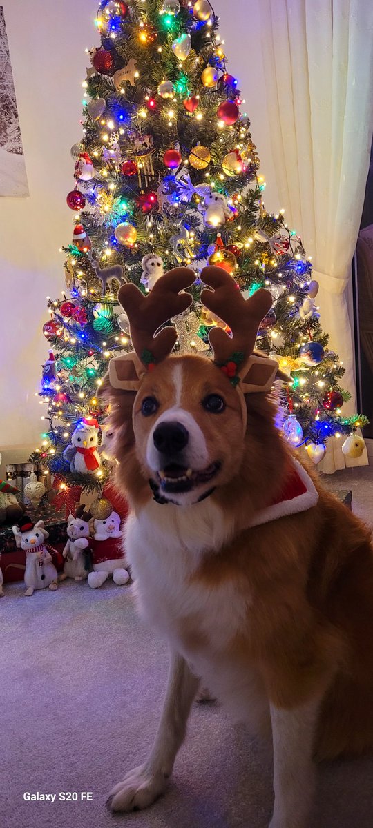 jacquihill18's tweet photo. Someone's getting excited ❤️ just two more shifts at work then we will be driving home for Christmas 🎄 @BCTGB @HartCollie @BleakholtUK #welshsheepdog #collie https://t.co/ErbXDydA4W