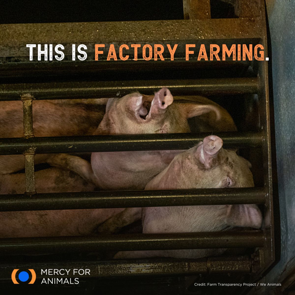 MercyForAnimals's tweet photo. Each year, approximately 120 million pigs are killed using gas chambers. This is the grim reality faced by animals trapped in factory farms. 💔

#Gas #GasChambers #Pigs https://t.co/IqNYc9sz0i