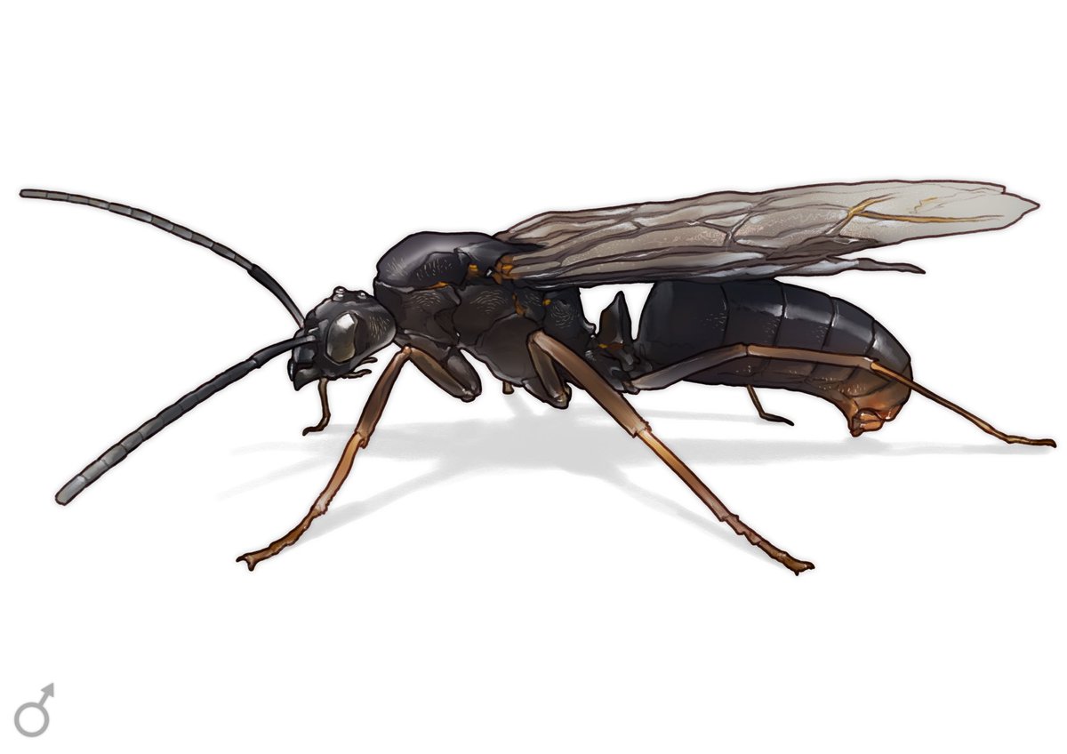 theafenogaster's tweet photo. Formica exsecta worker, queen and two male morphs.
#formicaexsecta #aim #myrmecology #antkeeping https://t.co/ALKrmkXkcA