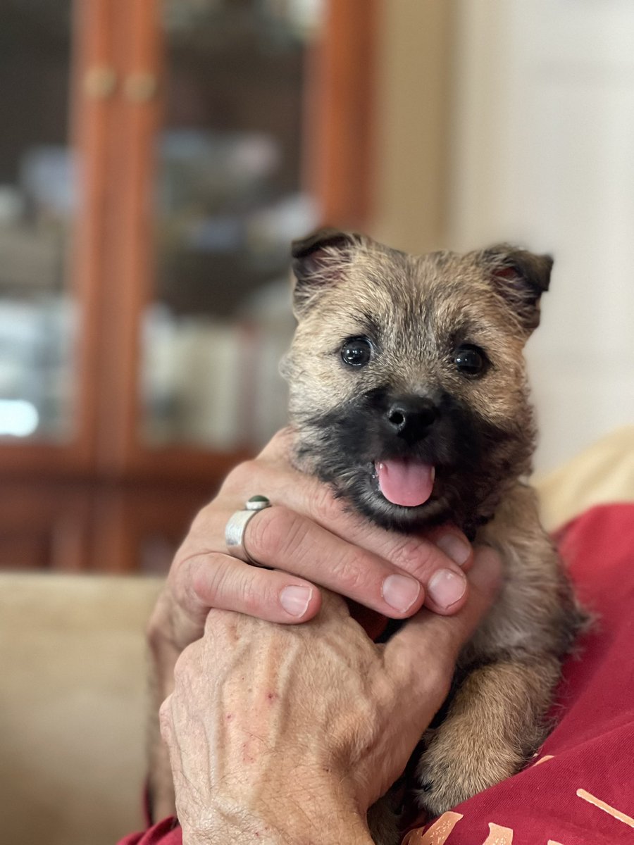 flbreeze2u's tweet photo. @PuppiesIover Cairn Terriers! 🐾❤️ https://t.co/mieeGEmqaz