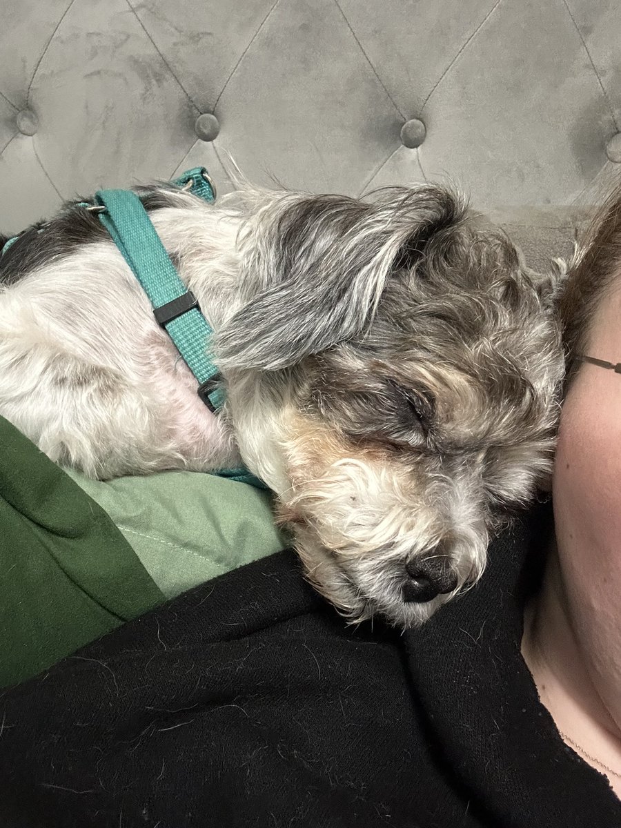forestofnott's tweet photo. I had to make the worst choice of my life today and say goodbye to my velcro dog and best friend Sparks. It isn’t fair I really thought I would have more than 2 years with him and I don’t know how to exist without him. https://t.co/76yPOEtc1i