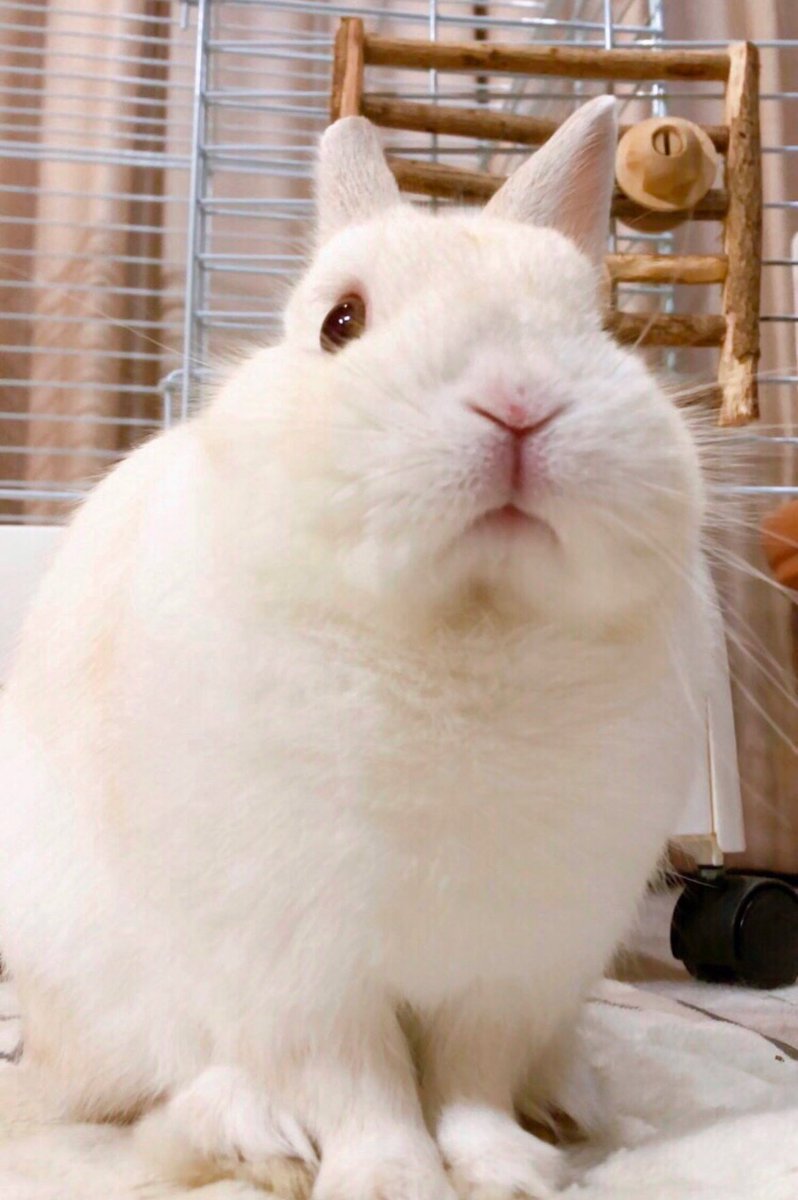 chiyo_ya00's tweet image. 🐰さんのお鼻〜おくちの魅惑のYは、見ているだけでにんげんを健康にしてくれますね😌✨