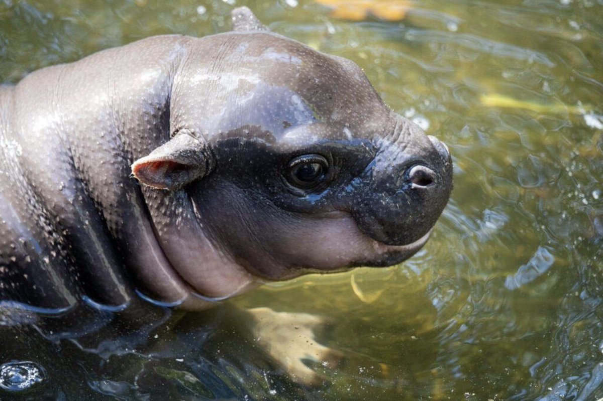 #MooDuang has been relaxing and having a swim, but we're getting ready for the next send... 🦛

#SendTheCousin #MooDuangCTO